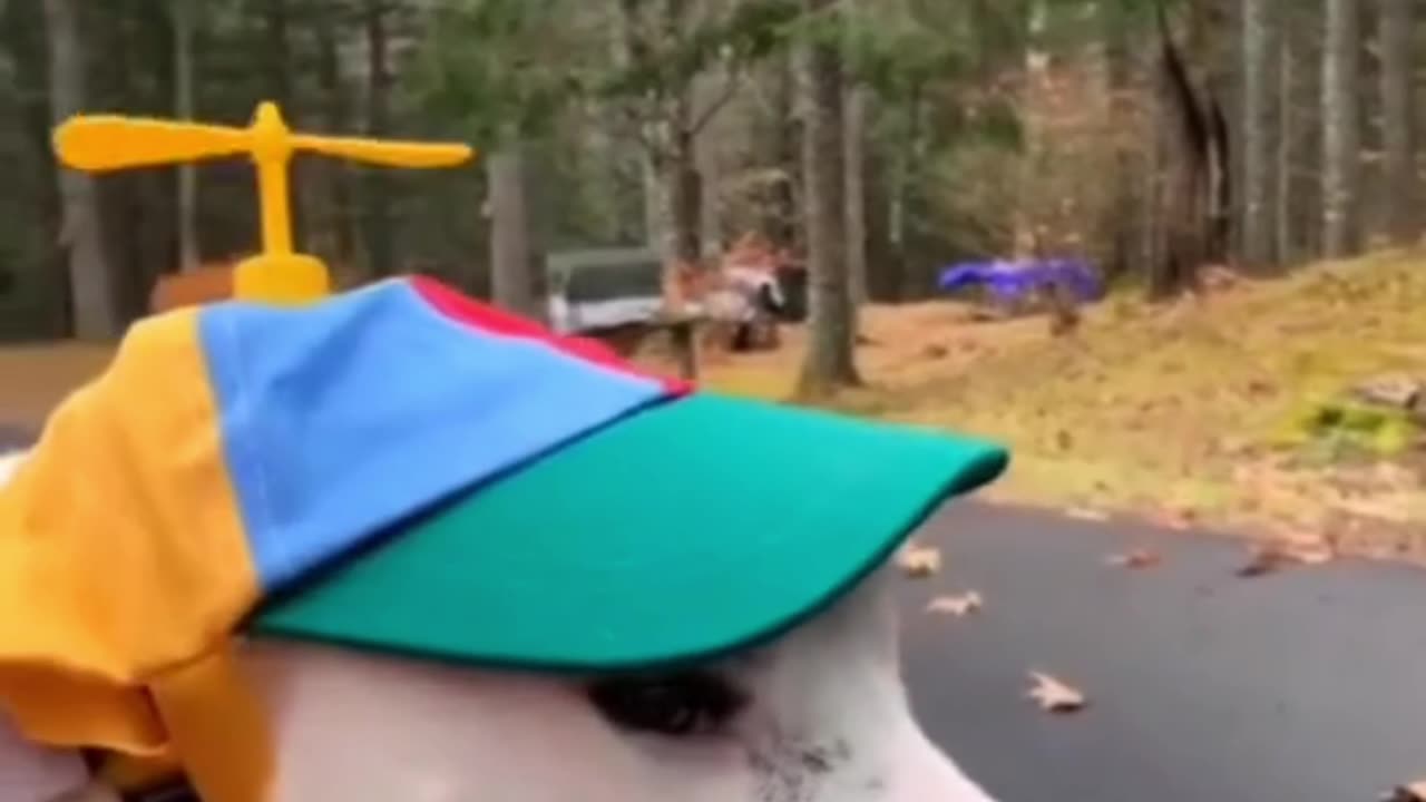 I am sure you can't stay away from this amazing video of naughty animals