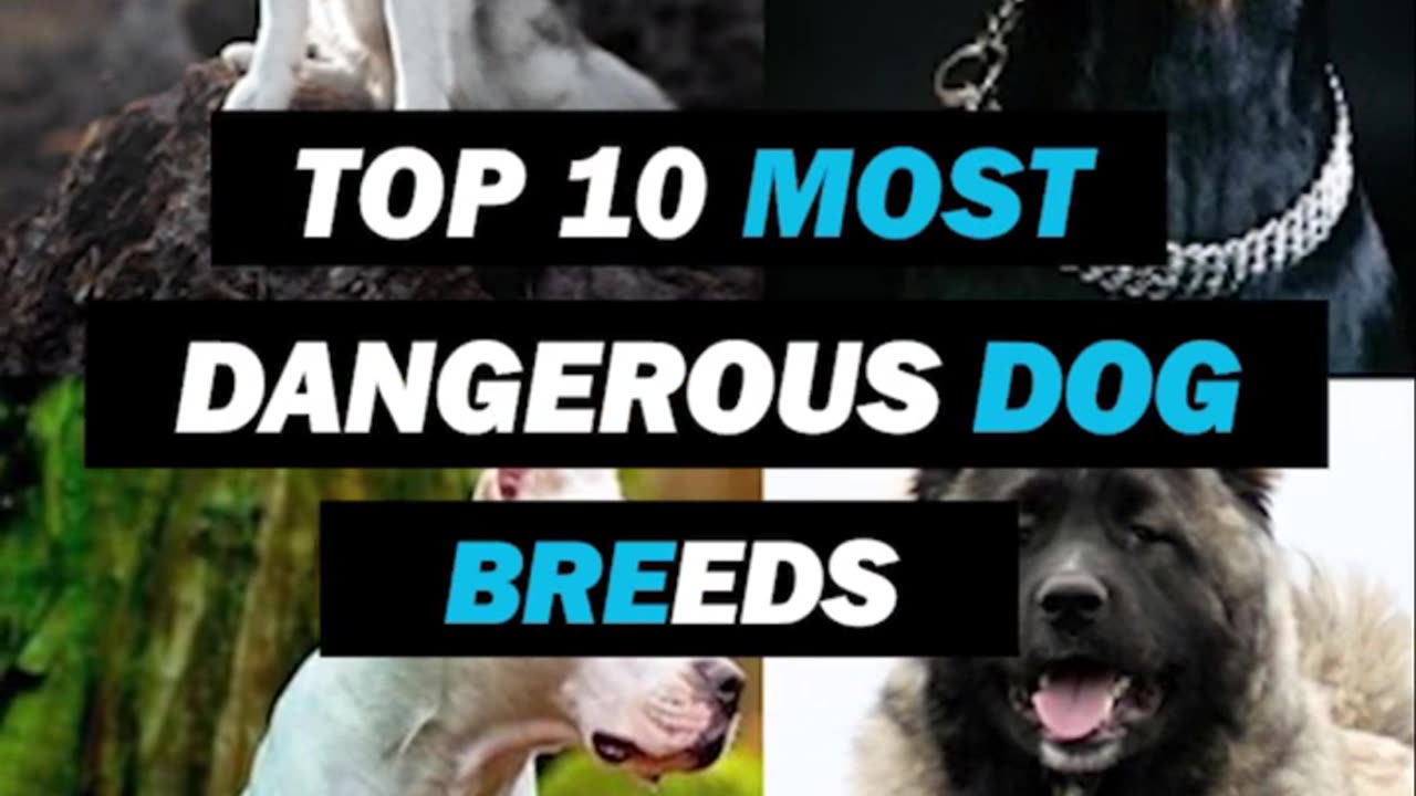 Top 10 Most Dangerous Dog Breeds in the World.mp4