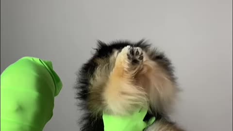 No dogs were harmed in the making of this video #shorts #pomeranian