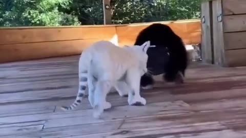 ***MUST SEE!!!*** Cute Baby Animals!!!