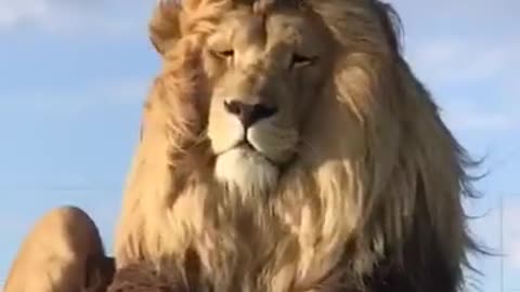 A very beautiful lion