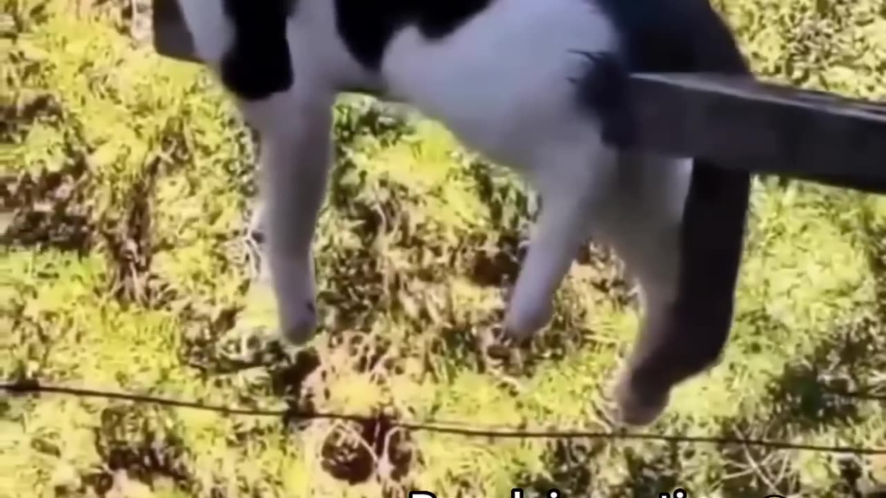 Funny cat video 😂