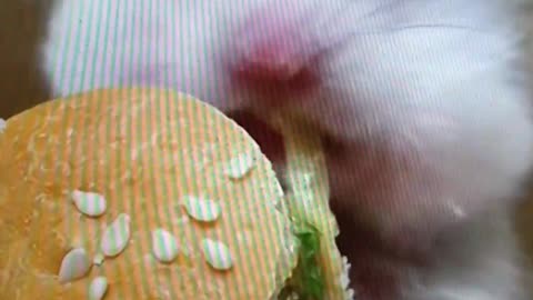 HAMSTER BURGER? YUMMY!