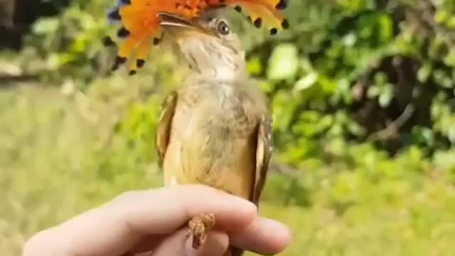 Beautiful Bird