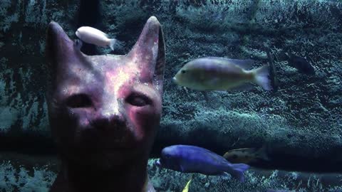 egyptian cat on the sea floor surrounded by fish