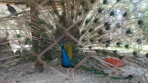 Peacock in its full swing