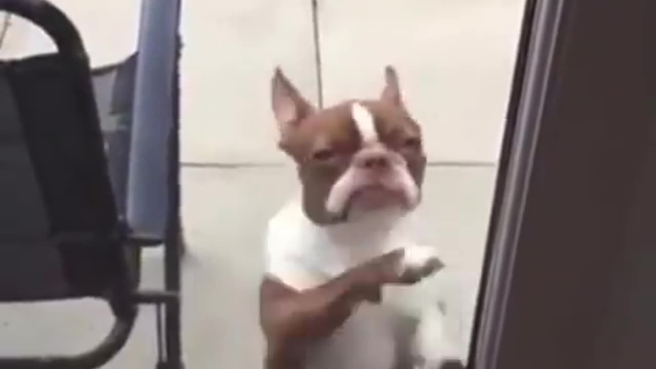 Dancing Doggo