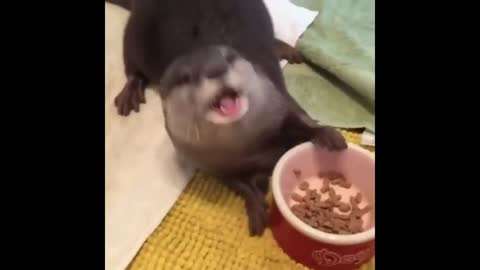 Cute Otter Having Food