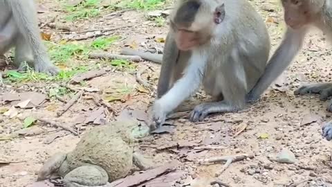 Funny video of monkeys, monkeys vs frogs #treymonkey