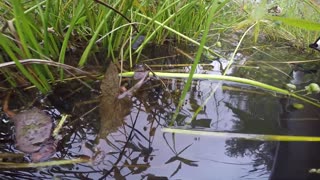 Water Snake