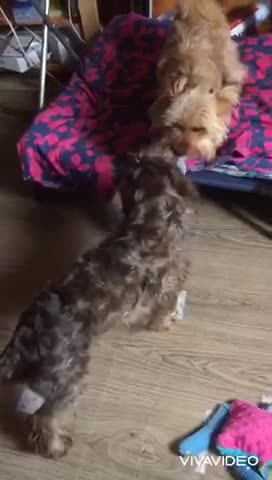 Pomeranian -Cockapoo Tug of War