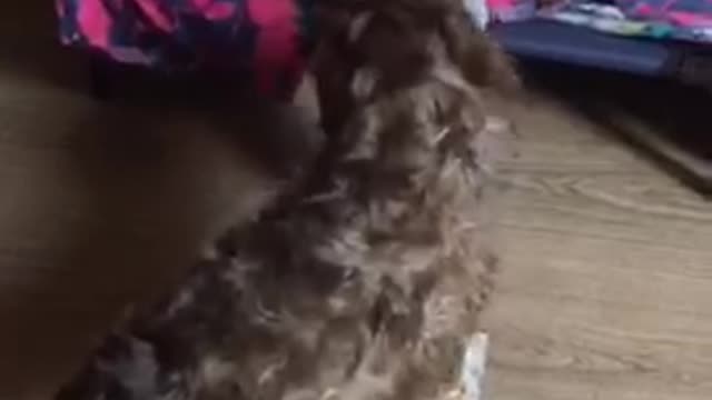 Pomeranian -Cockapoo Tug of War