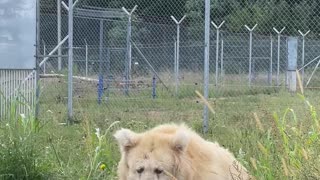 Rare Shan Bear Splashes Water at Rehabilitation Enclosure