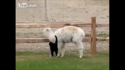 cat animal funny video😂👍