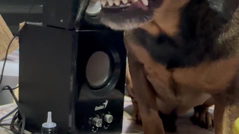 Smiling Dog Wants Some Bread