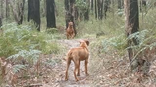 Two Rhodesian Ridgebacks Instant Recalls In The Aussie Bush