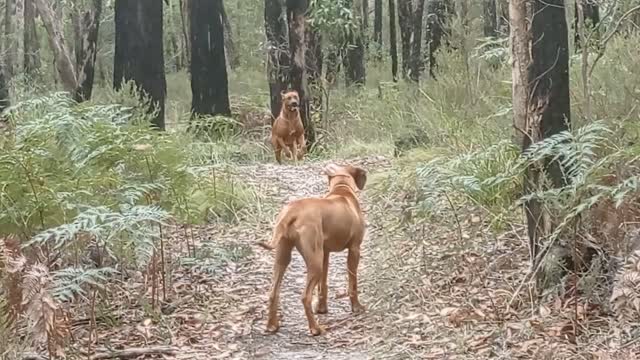 Two Rhodesian Ridgebacks Instant Recalls In The Aussie Bush