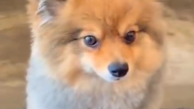 Funniest 🐶 Dogs and 😻 Cats - Awesome Funny Pet Animals Videos 😇