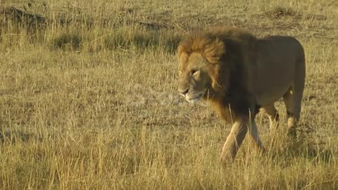 Lions mating