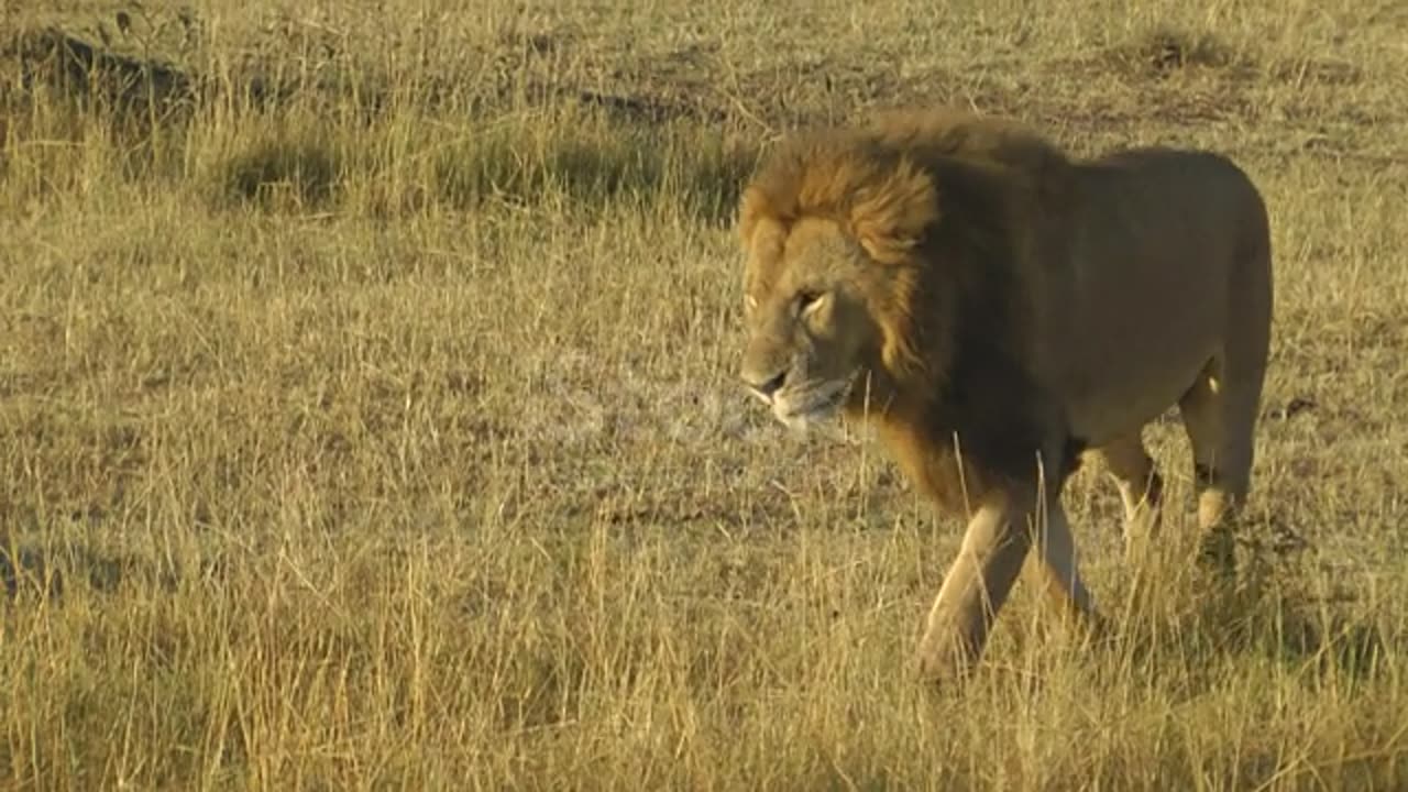 Lions mating