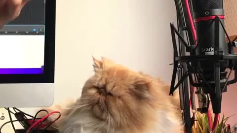 A beautiful Cat listening to the music 🎶 Part 6