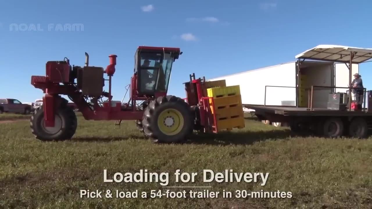 How Millions Pounds Of Wild Blueberries are Harvesting and Processing - Wild Blueberries Cultivation