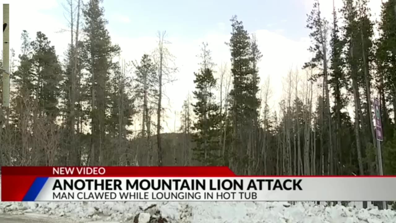 ★ANOTHER MOUNTAIN LION ATTACK★