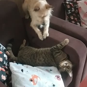 Dog and cat 🐕😸 Luna and Nobel, cute and funny friends.