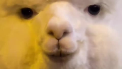 Omg tofu chan is now alpaca kun