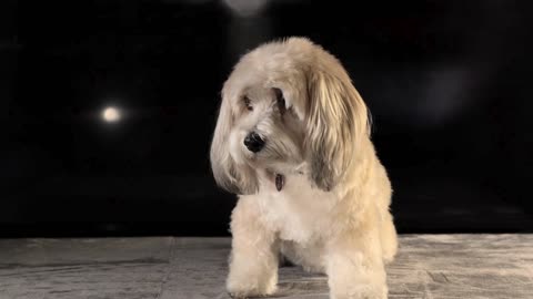 AI-Generated Spanish Song: Street Dogs in Need | Adopt and Give Them a Home 🐾🏠