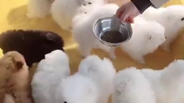#Funniest Animals Real 😹 - Best Of The 2020 #Funny Animals Videos - Try Not To Laugh #comedy #shorts