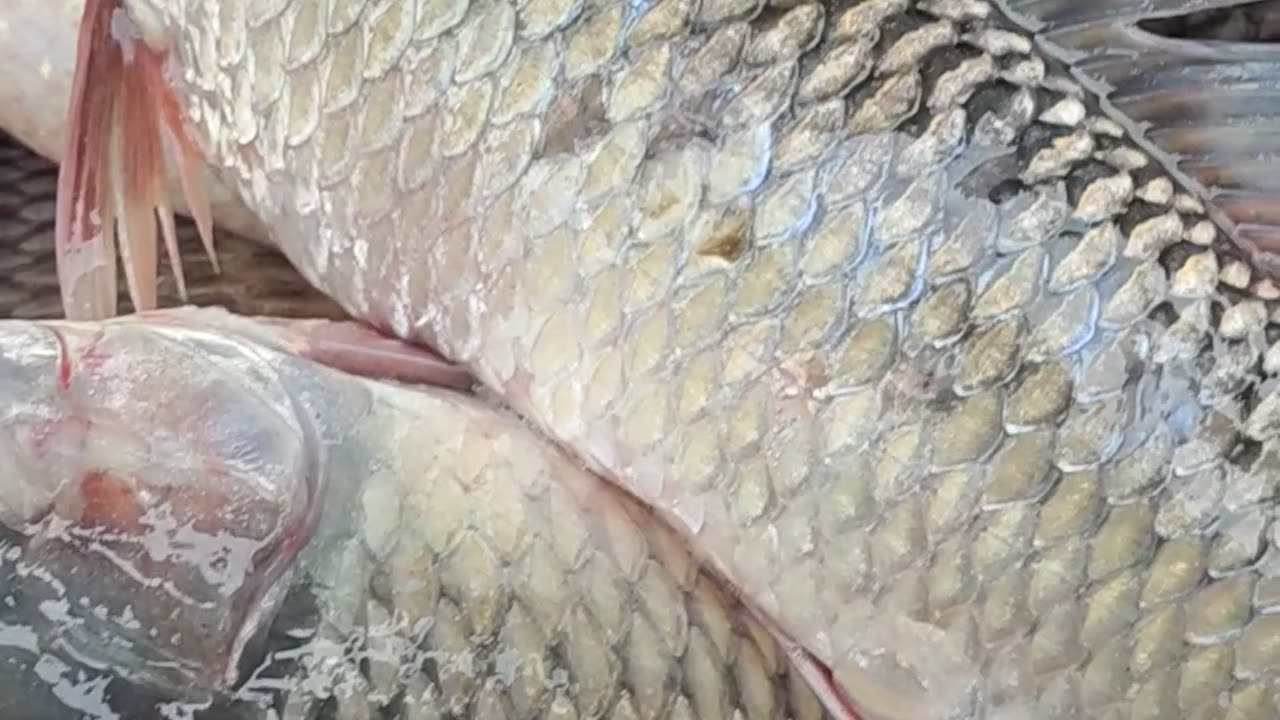 Giant Red Color Bridget Fish Video In Fish Market Bangladesh#shorts