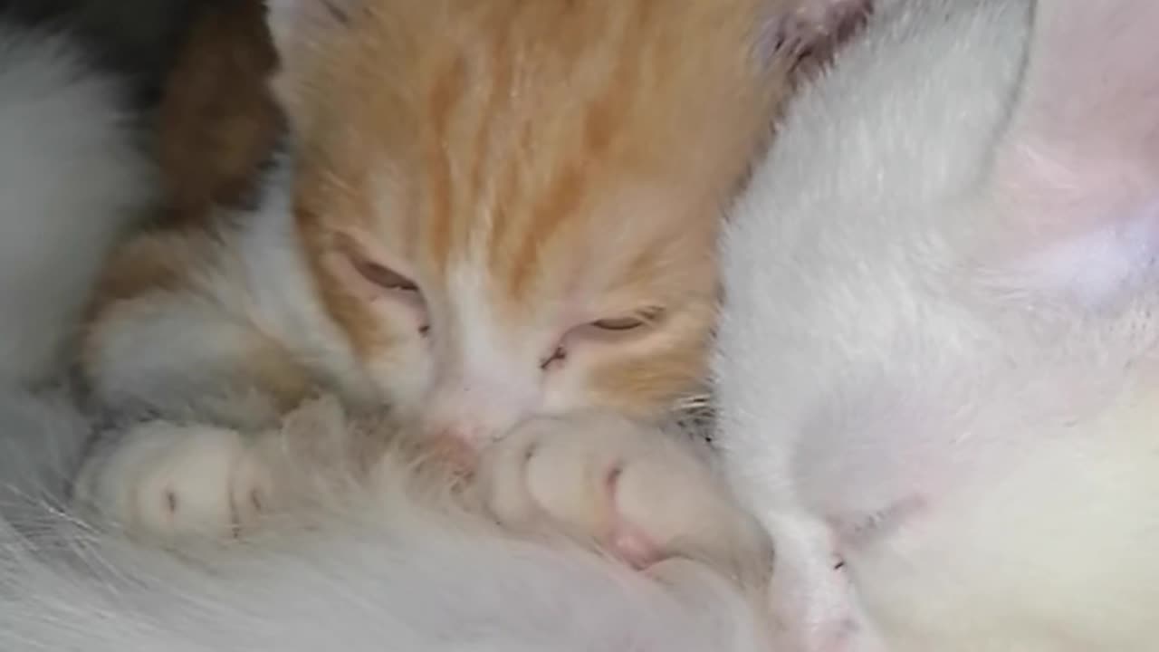 Kittens Feeding moments, Caught on Camera, Animals videos