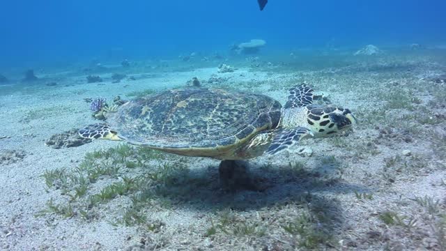 Hawksbill - 20906