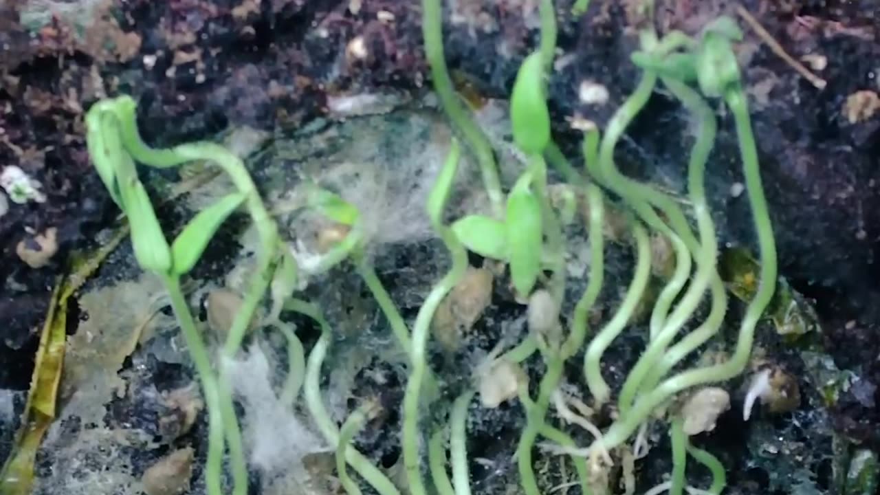 TOMATO 🍅 Sprouting Seed from plant ☘️