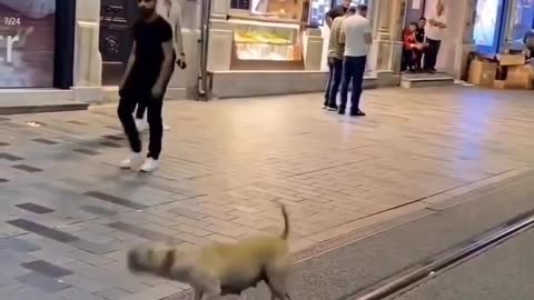 Dog played with balloons