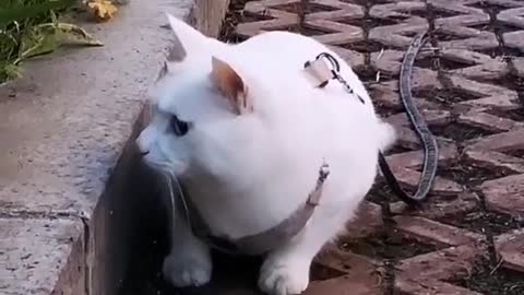 cute cat