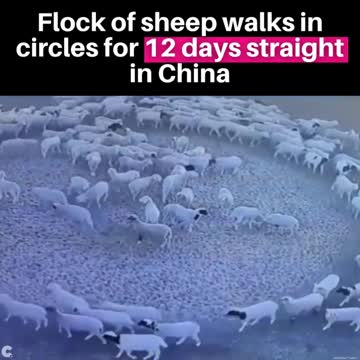 Sheep in China waking in circles for two weeks
