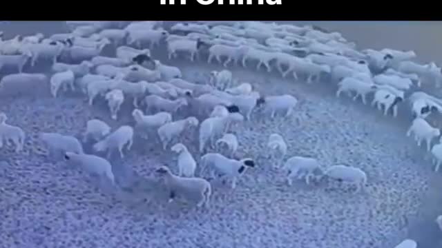 Sheep in China waking in circles for two weeks