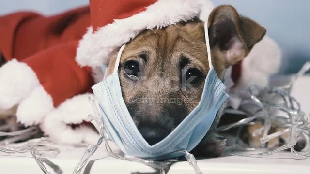 dog in a medical mask