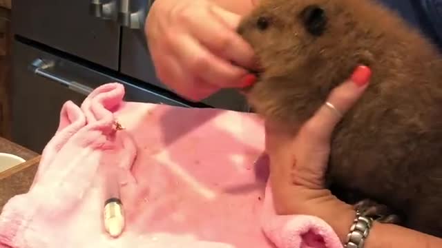 Baby Beaver Throws Temper Tantrum During Feeding Time