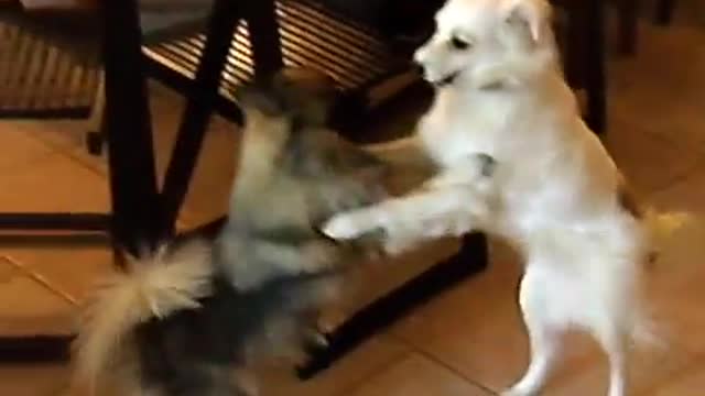 CUTE DOGS DANCING