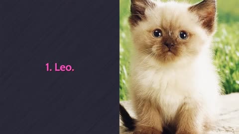 Cat's names 🐈