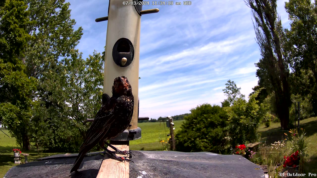 upgraded camera - young redwing blackbird