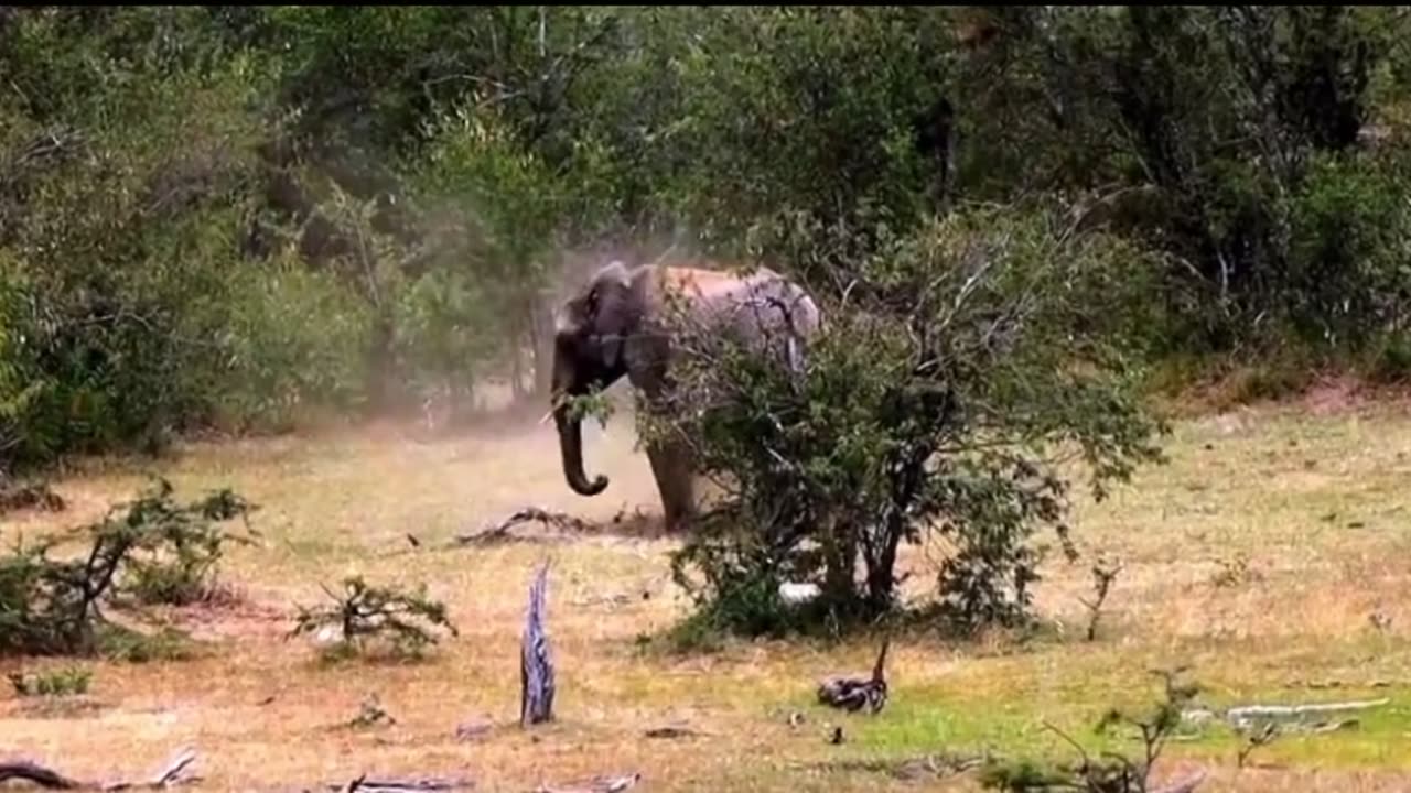 Young bull elephant gives give himself a dust bath in kenya