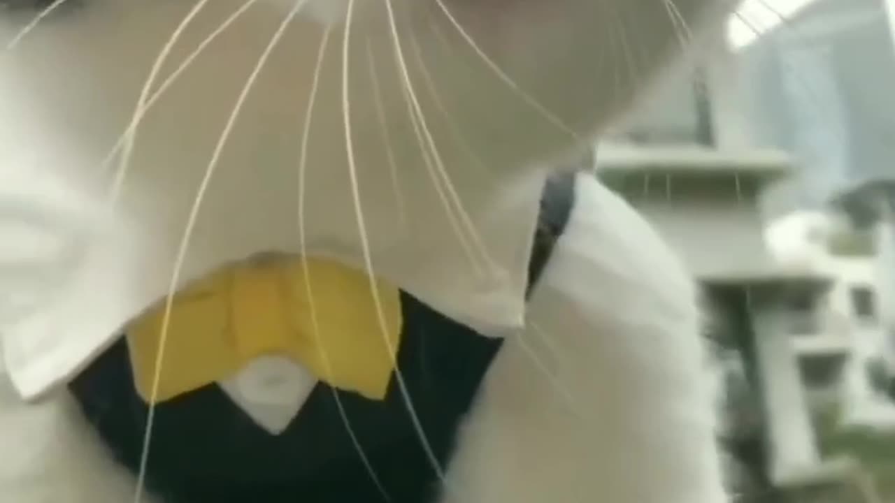 Funny cats and dogs shorts compilation 😅