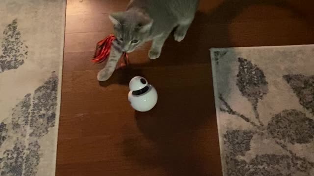 Peppyr’s New Toy!