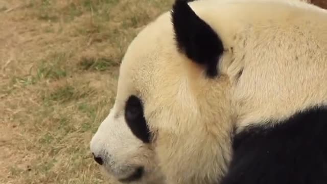 The lovely giant panda