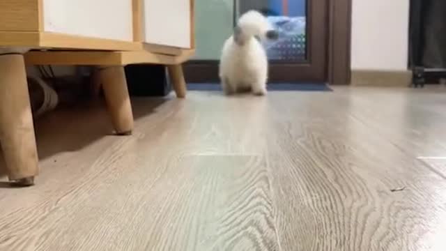 Little kitty running around