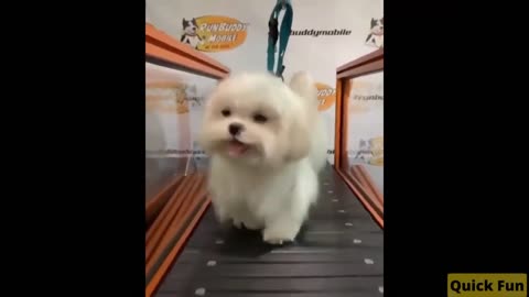 Dogs and Cats, Baby Pets Funny Videos